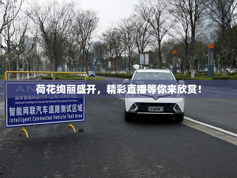 荷花绚丽盛开，精彩直播等你来欣赏！