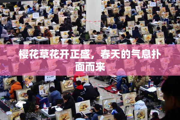 樱花草花开正盛，春天的气息扑面而来