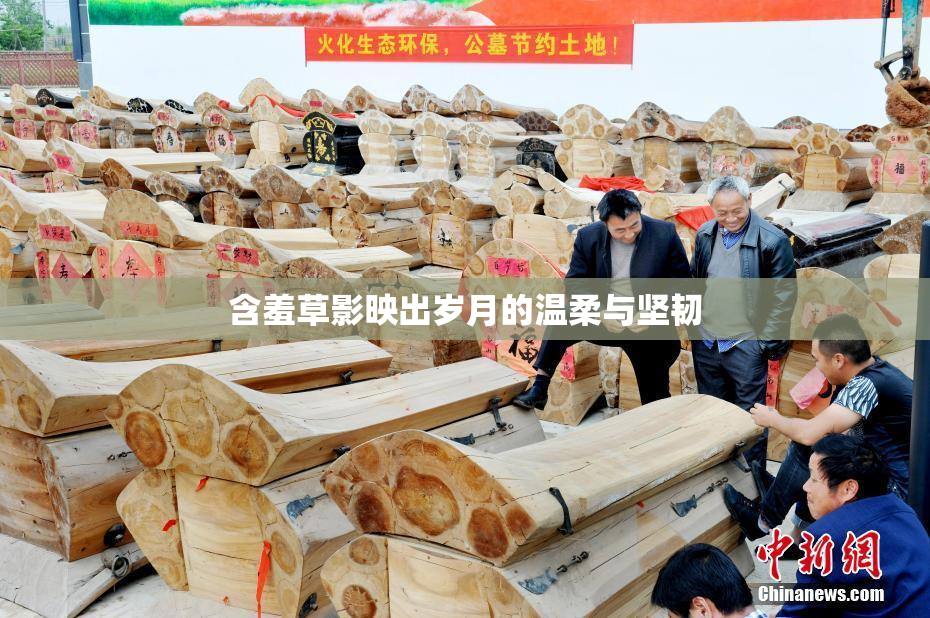 含羞草影映出岁月的温柔与坚韧