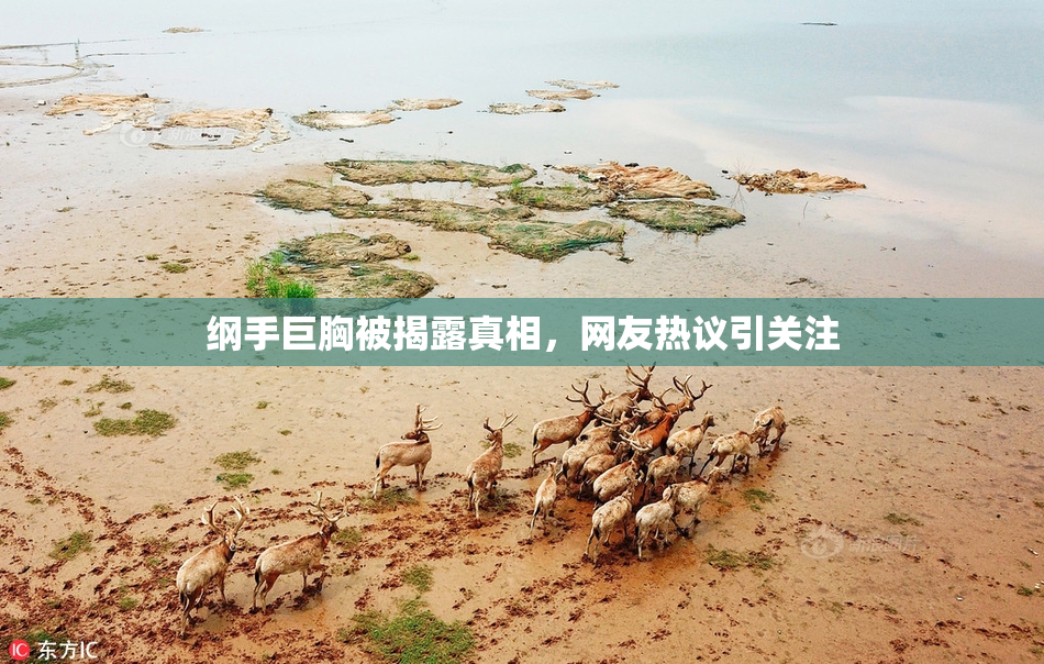 纲手巨胸被揭露真相，网友热议引关注