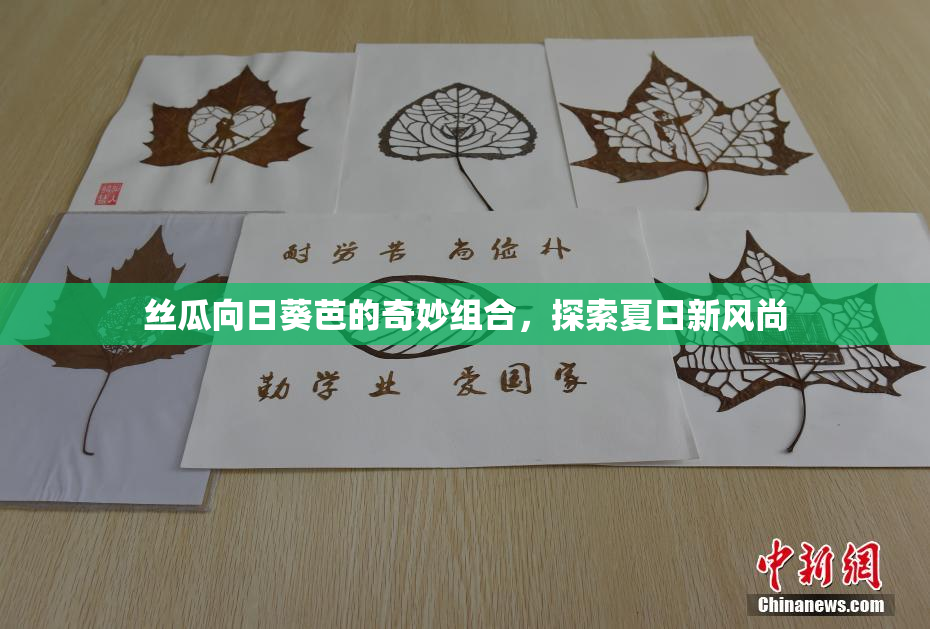 丝瓜向日葵芭的奇妙组合，探索夏日新风尚
