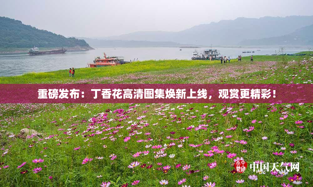 重磅发布：丁香花高清图集焕新上线，观赏更精彩！