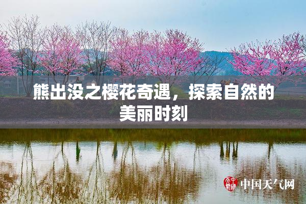 熊出没之樱花奇遇，探索自然的美丽时刻