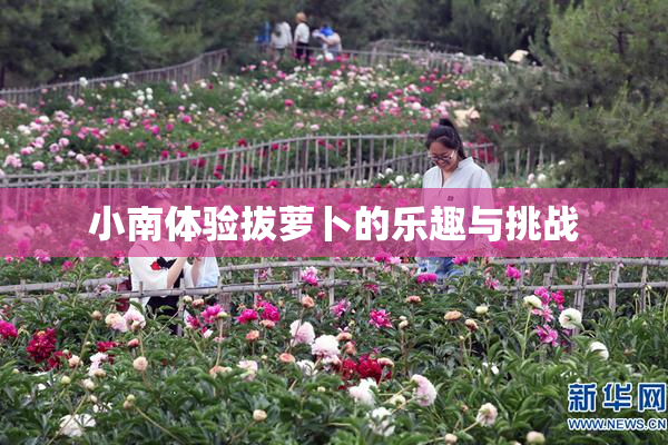 小南体验拔萝卜的乐趣与挑战