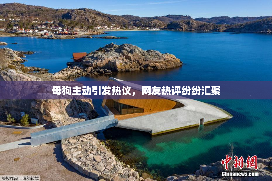 母狗主动引发热议，网友热评纷纷汇聚