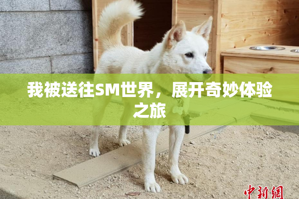 我被送往SM世界，展开奇妙体验之旅