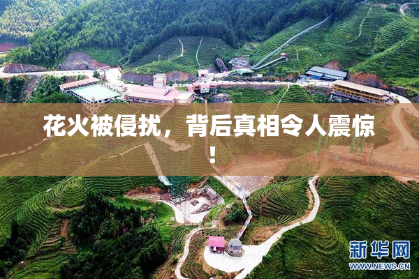 花火被侵扰，背后真相令人震惊！