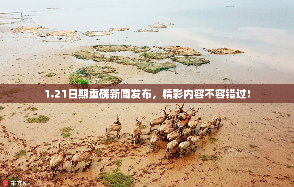 1.21日期重磅新闻发布，精彩内容不容错过！