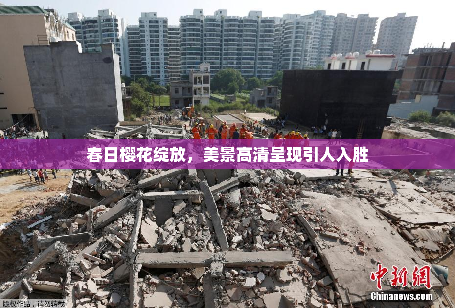 春日樱花绽放，美景高清呈现引人入胜