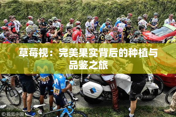 草莓视：完美果实背后的种植与品鉴之旅