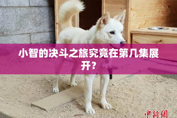 小智的决斗之旅究竟在第几集展开？