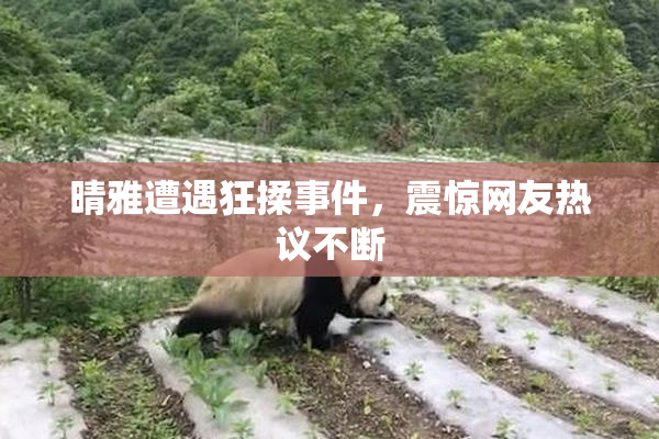 晴雅遭遇狂揉事件，震惊网友热议不断