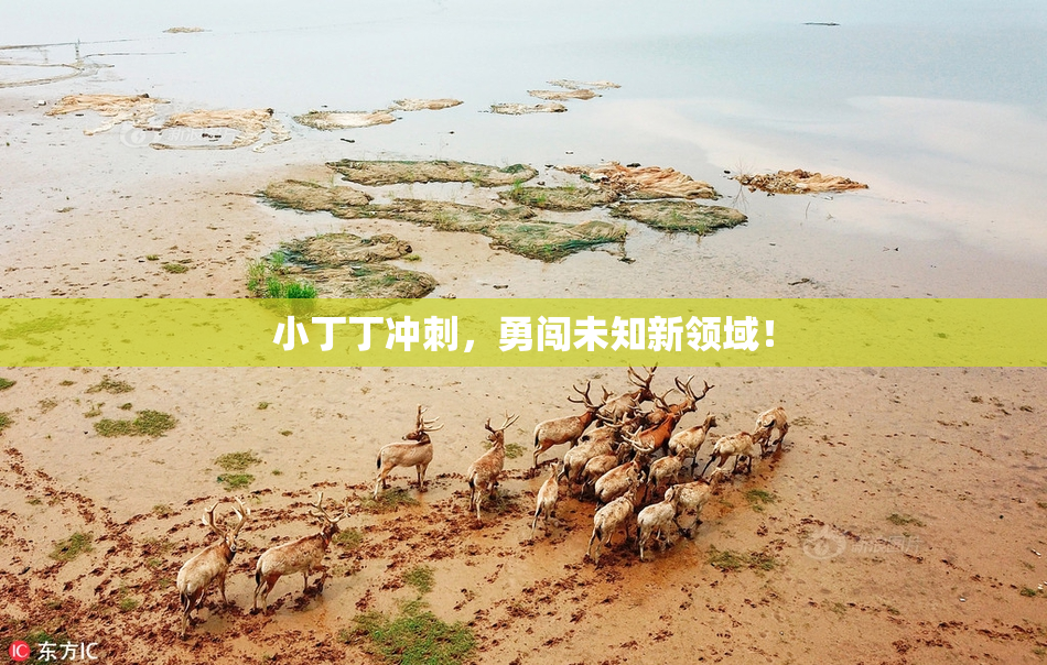 小丁丁冲刺，勇闯未知新领域！