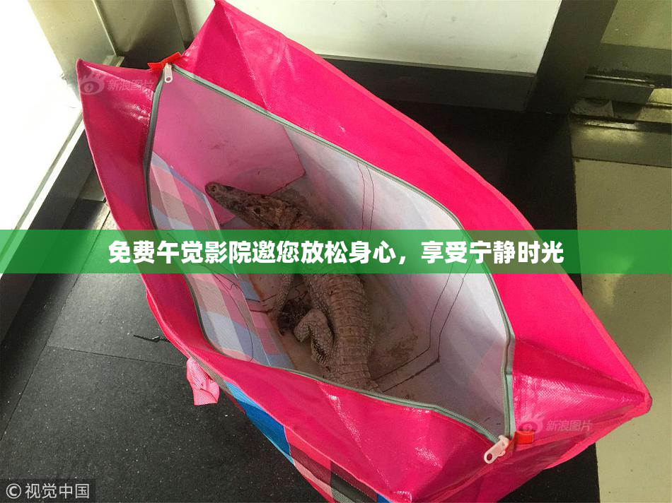 免费午觉影院邀您放松身心，享受宁静时光