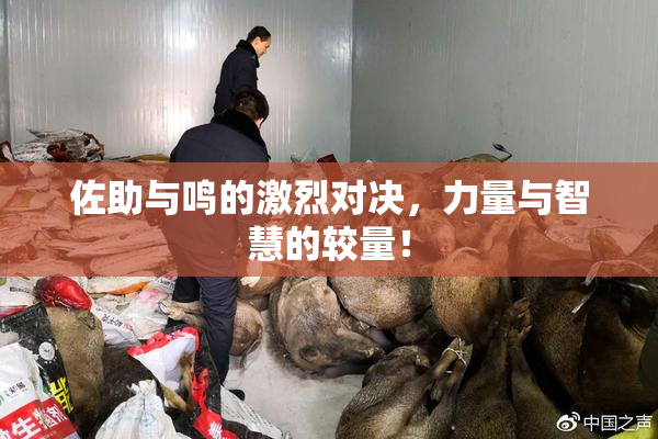 佐助与鸣的激烈对决，力量与智慧的较量！