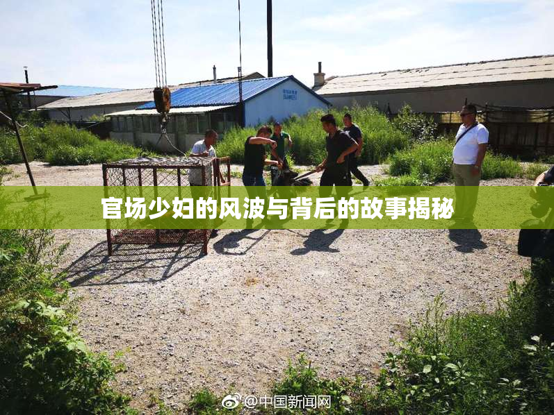 官场少妇的风波与背后的故事揭秘