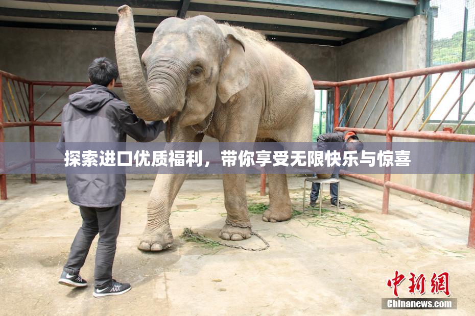 探索进口优质福利，带你享受无限快乐与惊喜