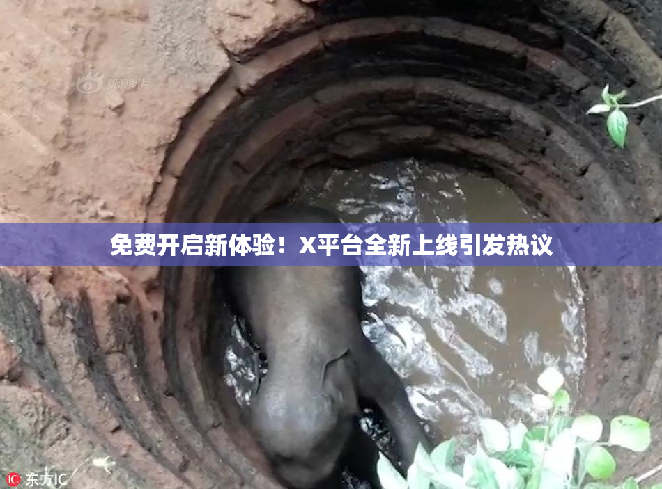 免费开启新体验！X平台全新上线引发热议