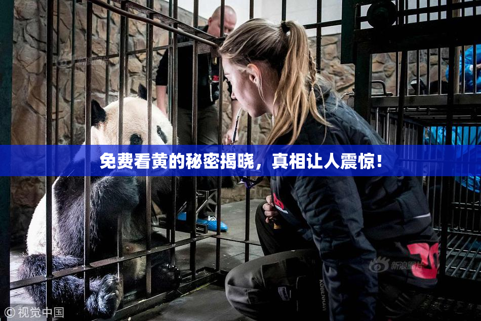 免费看黄的秘密揭晓，真相让人震惊！