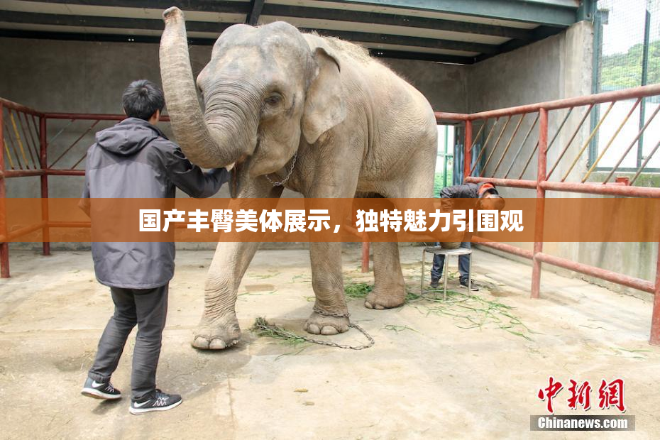 国产丰臀美体展示，独特魅力引围观
