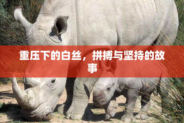 重压下的白丝，拼搏与坚持的故事