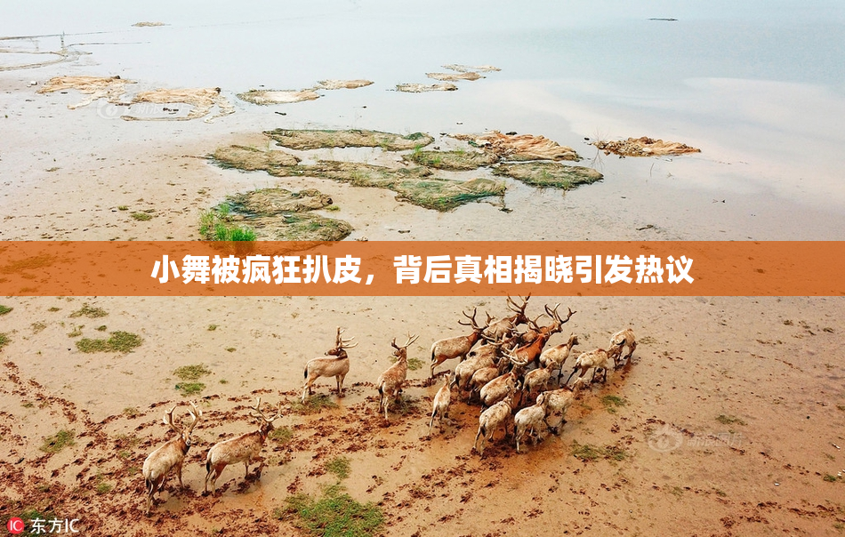 小舞被疯狂扒皮，背后真相揭晓引发热议