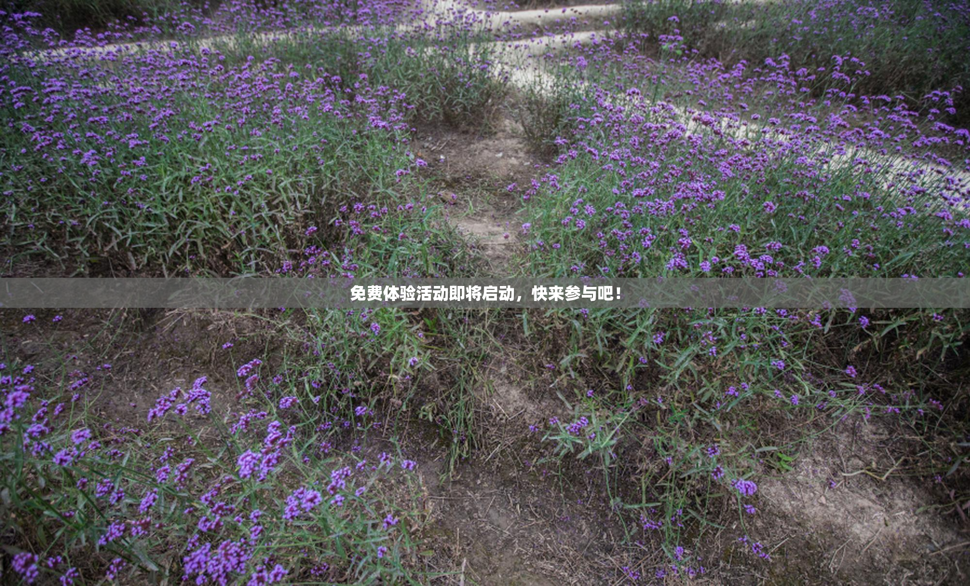 免费体验活动即将启动，快来参与吧！