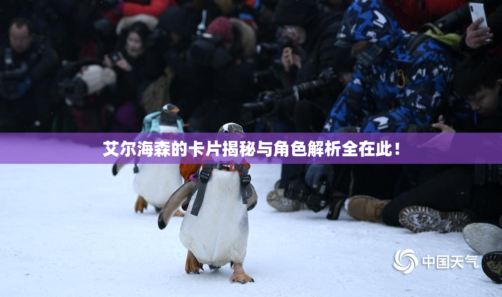 艾尔海森的卡片揭秘与角色解析全在此！
