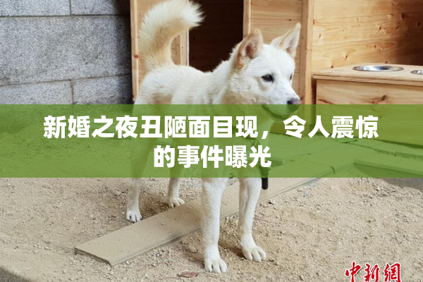 新婚之夜丑陋面目现，令人震惊的事件曝光