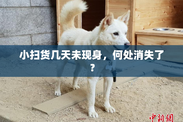 小扫货几天未现身，何处消失了？