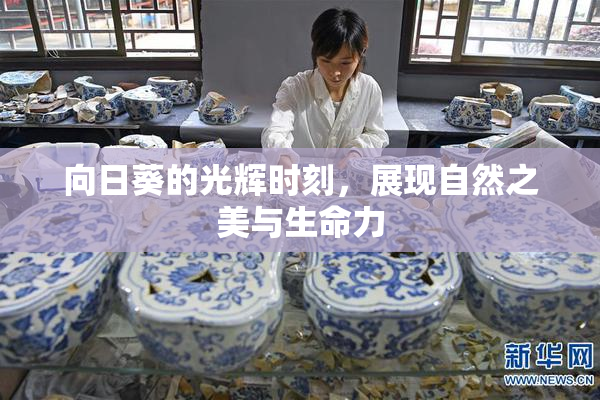 向日葵的光辉时刻，展现自然之美与生命力