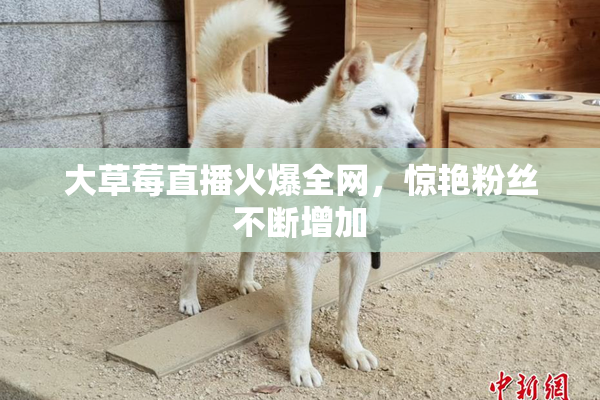 大草莓直播火爆全网，惊艳粉丝不断增加
