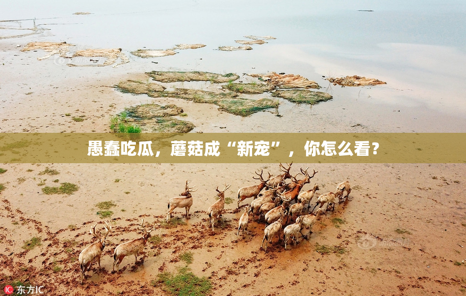 愚蠢吃瓜，蘑菇成“新宠”，你怎么看？