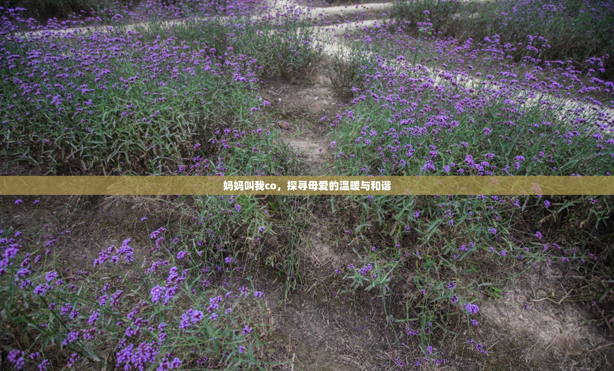 妈妈叫我co，探寻母爱的温暖与和谐