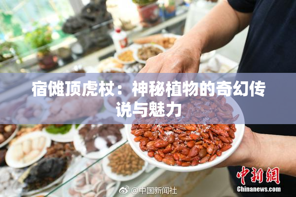 宿傩顶虎杖：神秘植物的奇幻传说与魅力