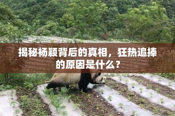 揭秘杨颖背后的真相，狂热追捧的原因是什么？