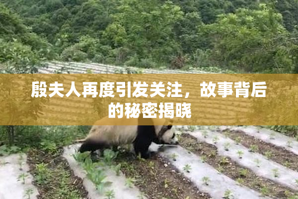 殷夫人再度引发关注，故事背后的秘密揭晓