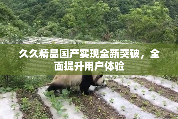 久久精品国产实现全新突破，全面提升用户体验