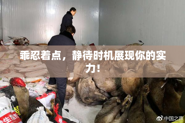 乖忍着点，静待时机展现你的实力！