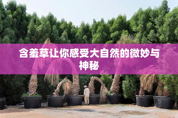 含羞草让你感受大自然的微妙与神秘