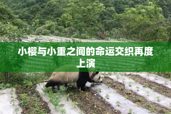 小樱与小重之间的命运交织再度上演