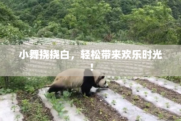 小舞挠挠白，轻松带来欢乐时光！