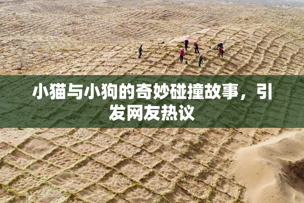 小猫与小狗的奇妙碰撞故事，引发网友热议