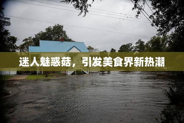 迷人魅惑菇，引发美食界新热潮