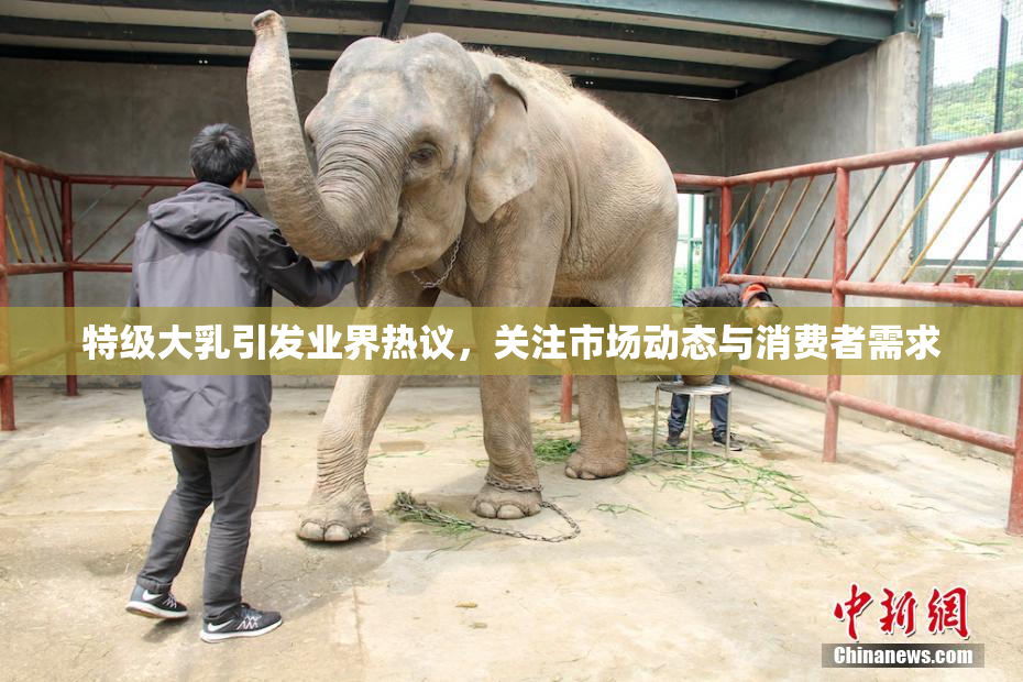 特级大乳引发业界热议，关注市场动态与消费者需求