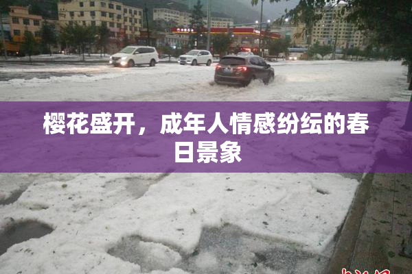 樱花盛开，成年人情感纷纭的春日景象