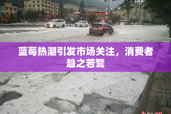 蓝莓热潮引发市场关注，消费者趋之若鹜