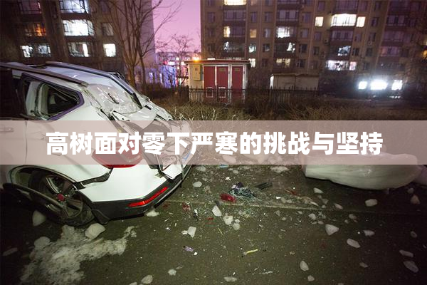 高树面对零下严寒的挑战与坚持