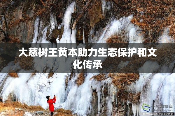 大慈树王黄本助力生态保护和文化传承