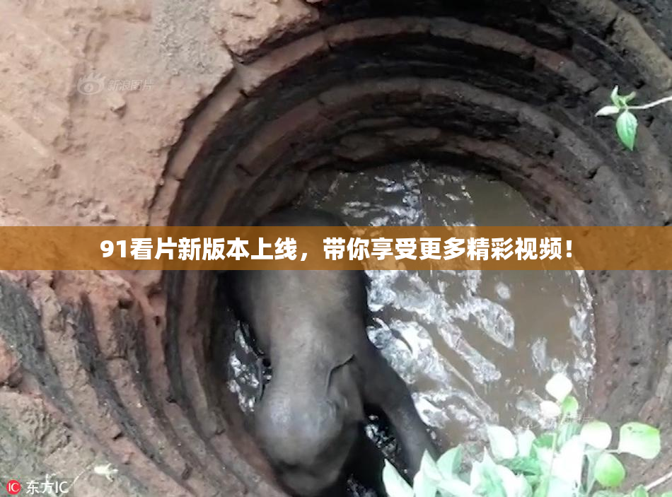 91看片新版本上线，带你享受更多精彩视频！